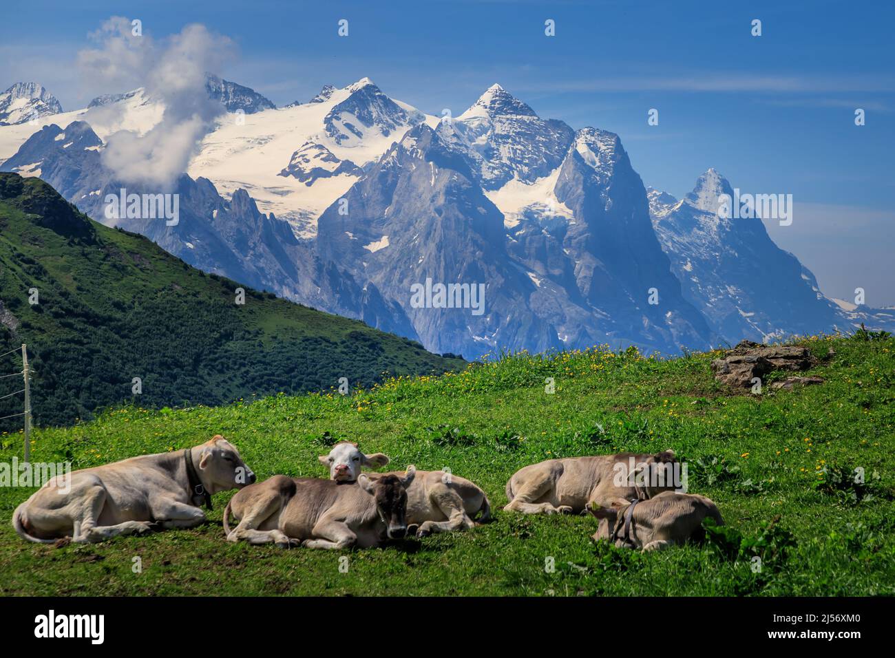 typical swiss cow on green alpine meadows, Meiringen Stock Photo - Alamy