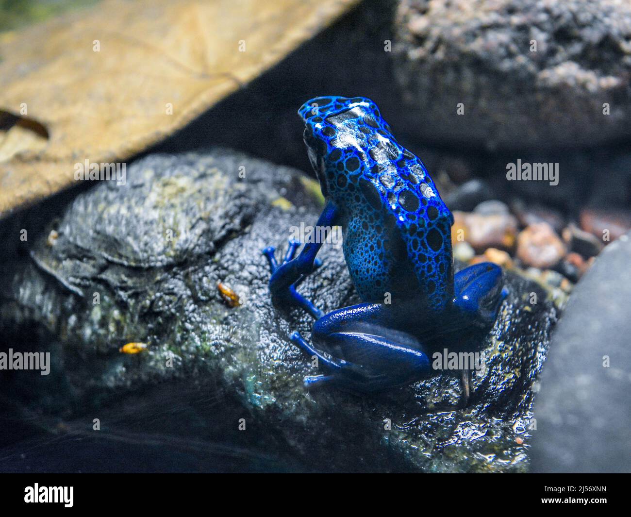 Blue Poison Frog at the Zoo Stock Photo
