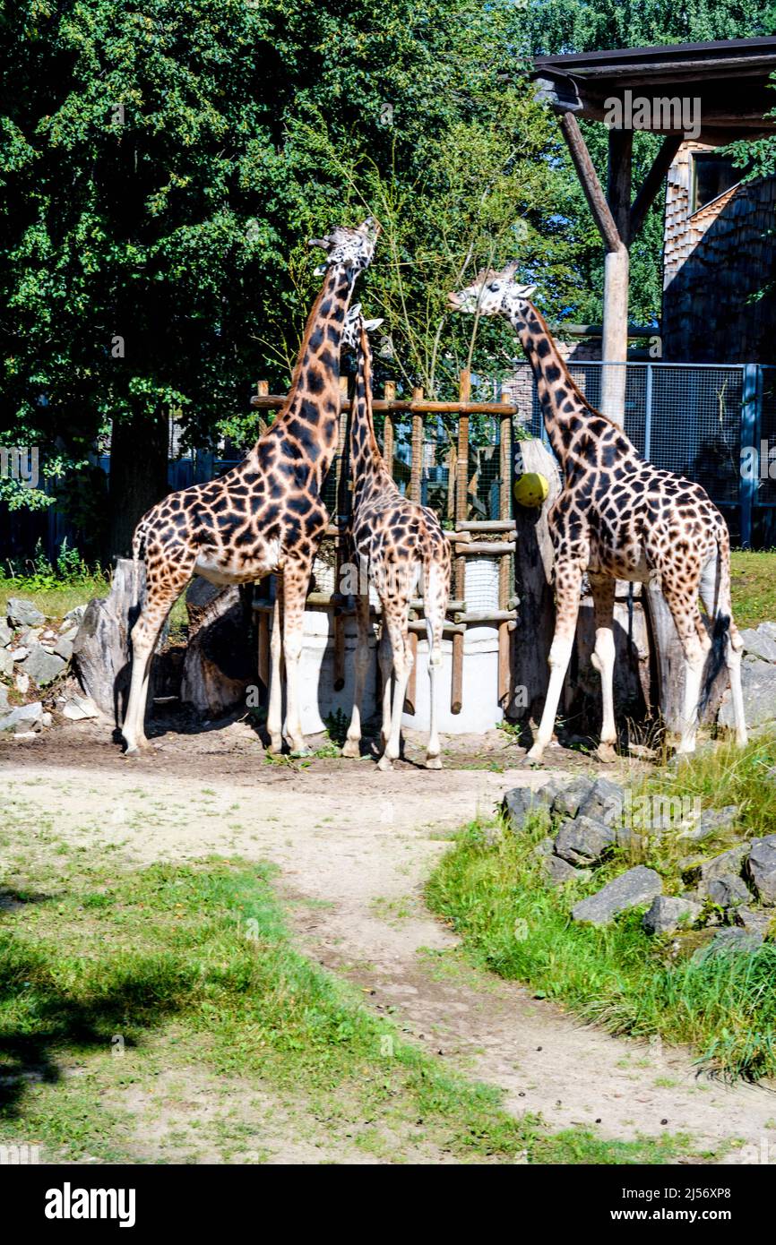 Family of Giraffes eat tree leaves at the Zoo Stock Photo