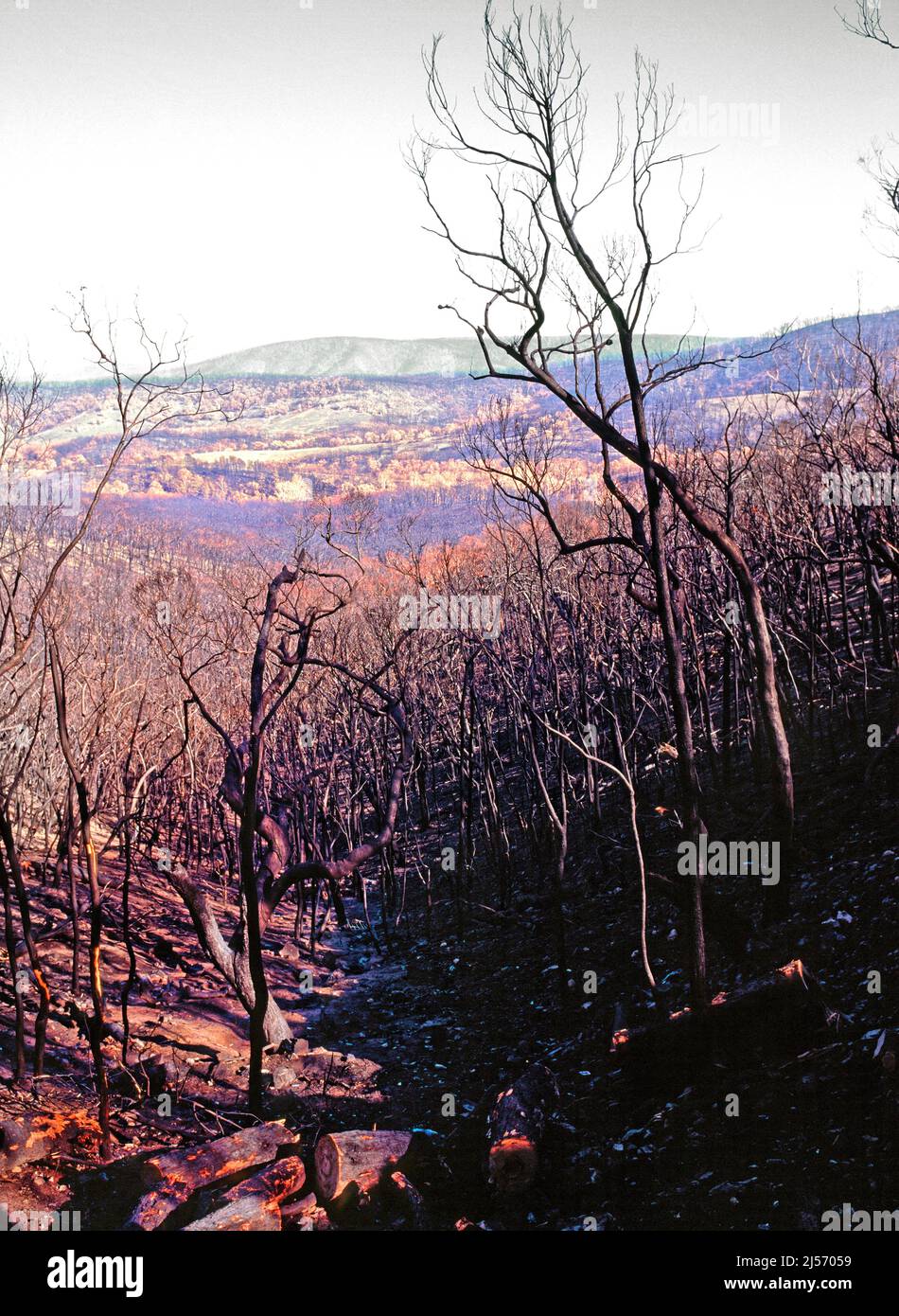 Burnt Trees and  Landscape from the 2009 Black Saturday Bushfires, Victoria,  Australia. Stock Photo