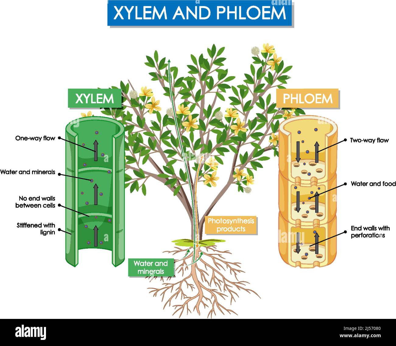Diagram showing xylem and phloem plant illustration Stock Vector Image &  Art - Alamy