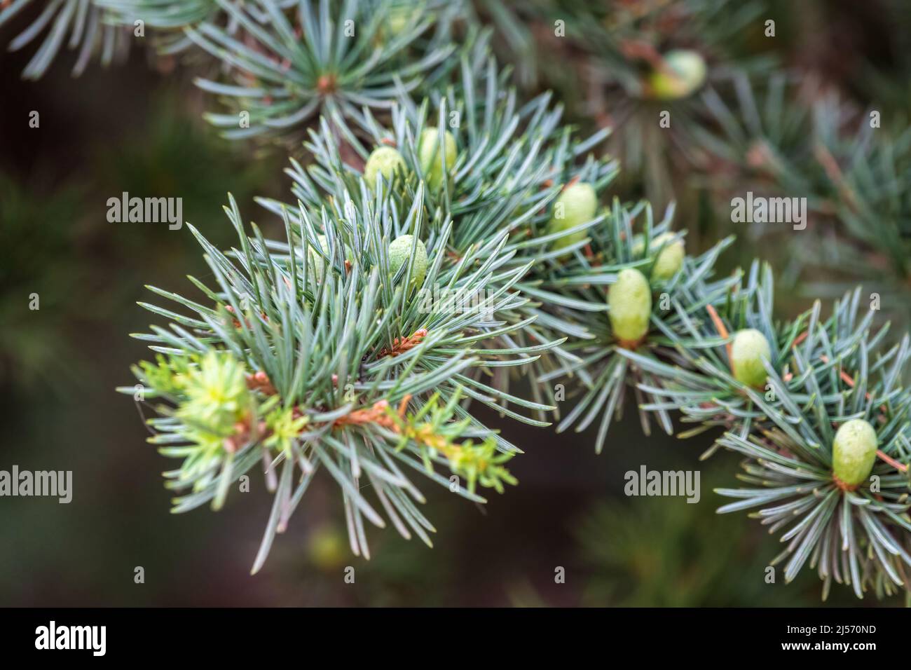Branch of an Atlas cedar with needles and cones. Cedar Atlas Lat ...
