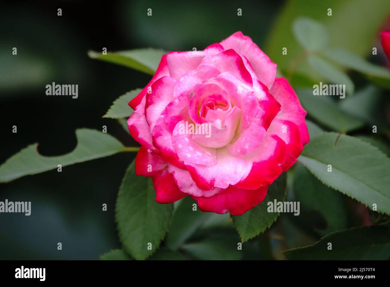Beautiful red rose flower on a green blurred background. Red rose ...