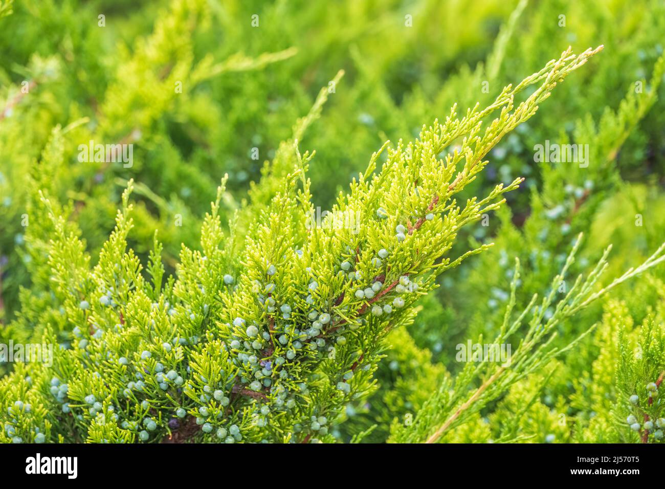Green branches and young leaves of a thuja tree. Background image. Stock Photo