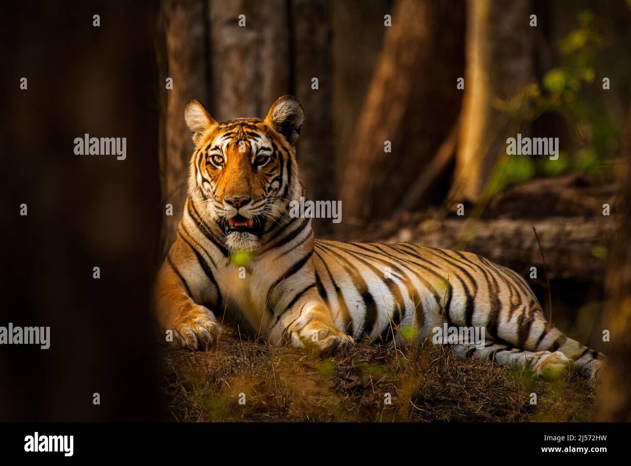 Front Head View Portrait of Tiger in Kabini National Park, Karnataka Stock Photo