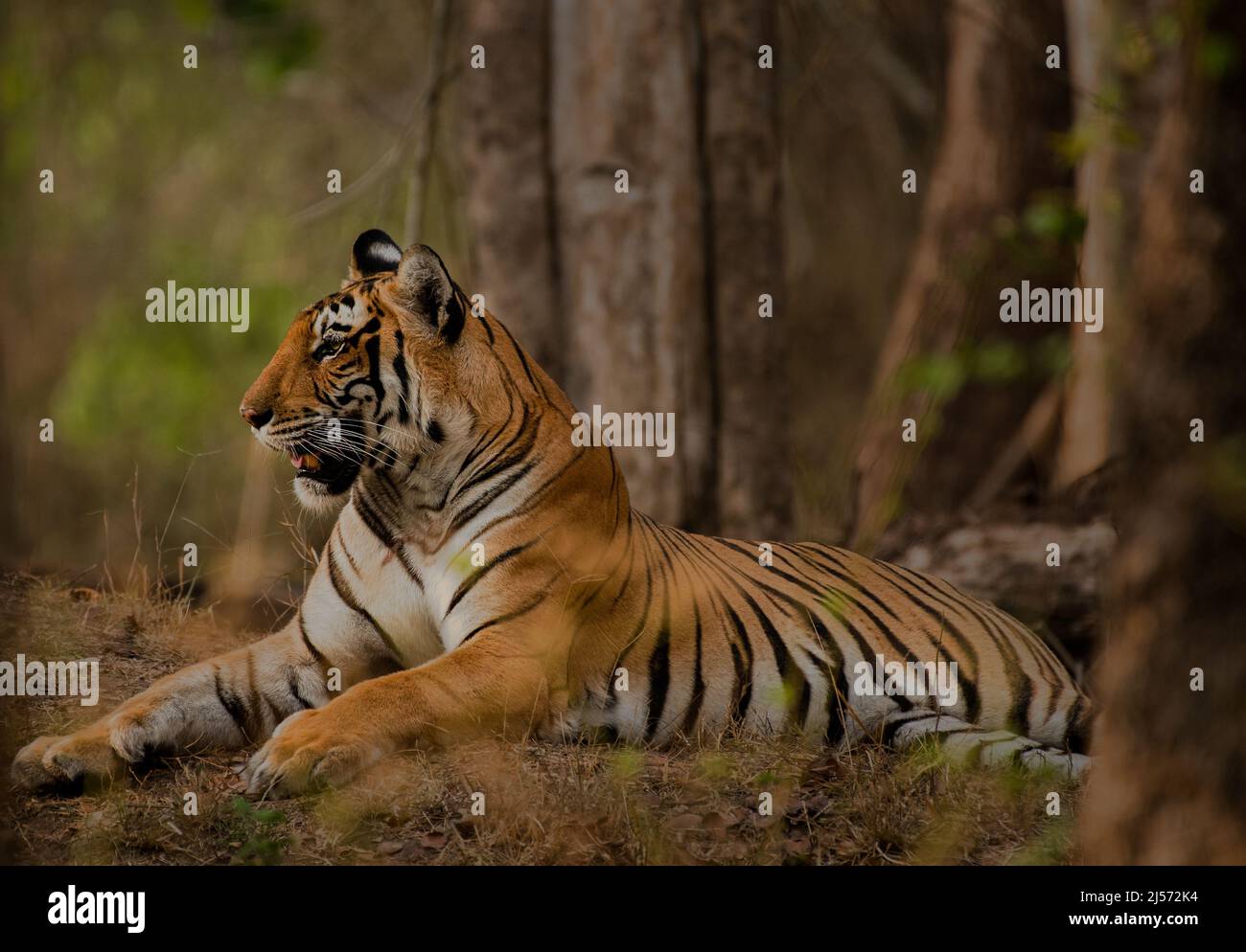 Side view portrait of Tiger in Kabini National Park, Karnataka Stock Photo