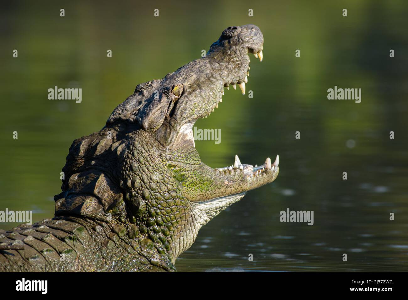 OPEN JAWS OF A CROCODILE IN INDIAN RIVER Stock Photo