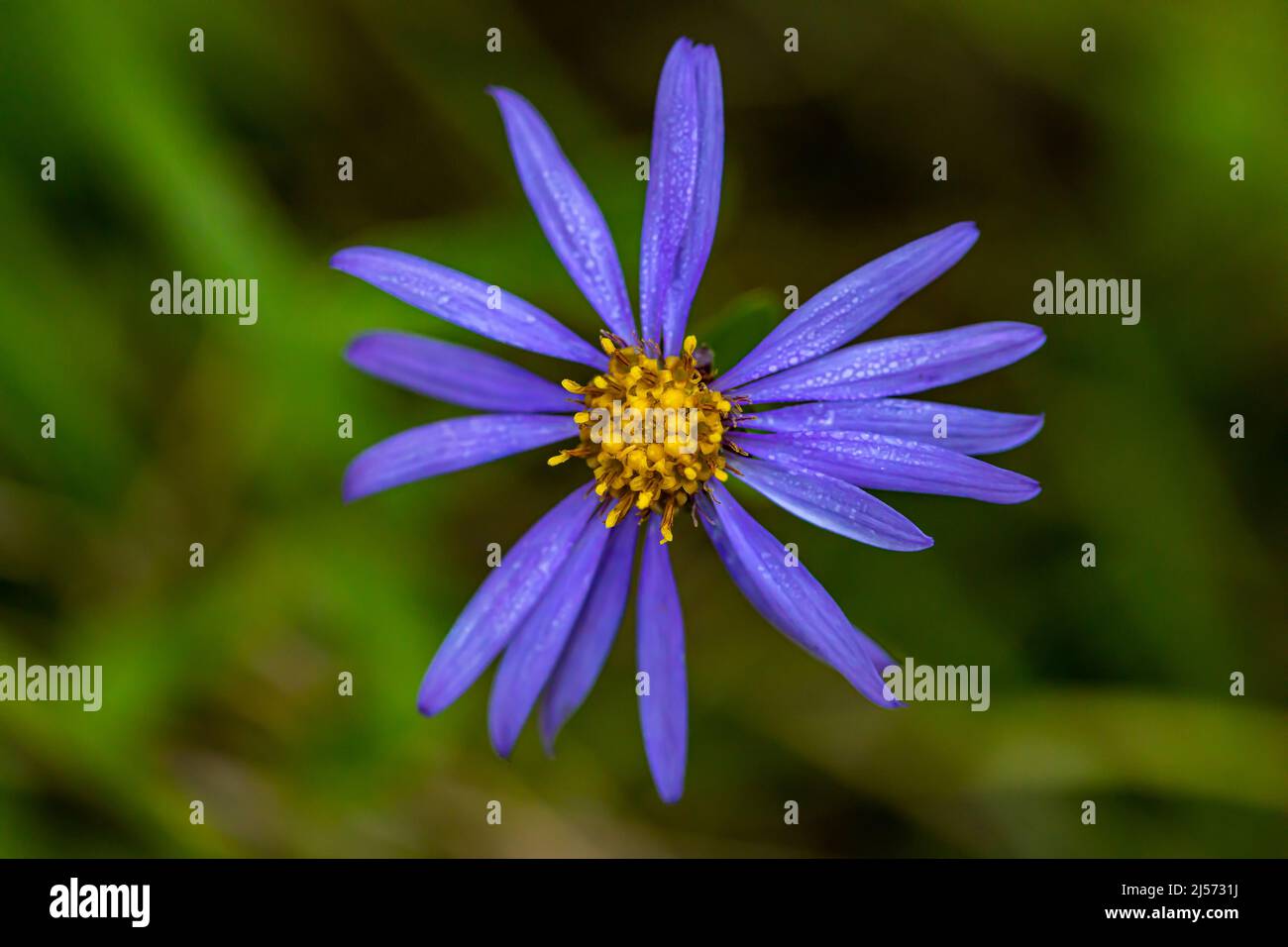 Aster amellus flower growing in mountains, close up Stock Photo