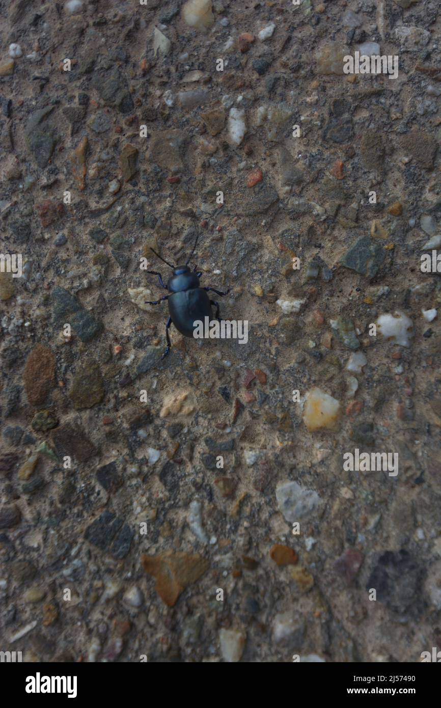 black beetle crawling on a stony floor outside Stock Photo