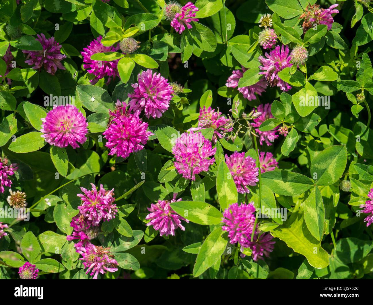 fresh pink flowers and green leaves of clover or trefoil Stock Photo