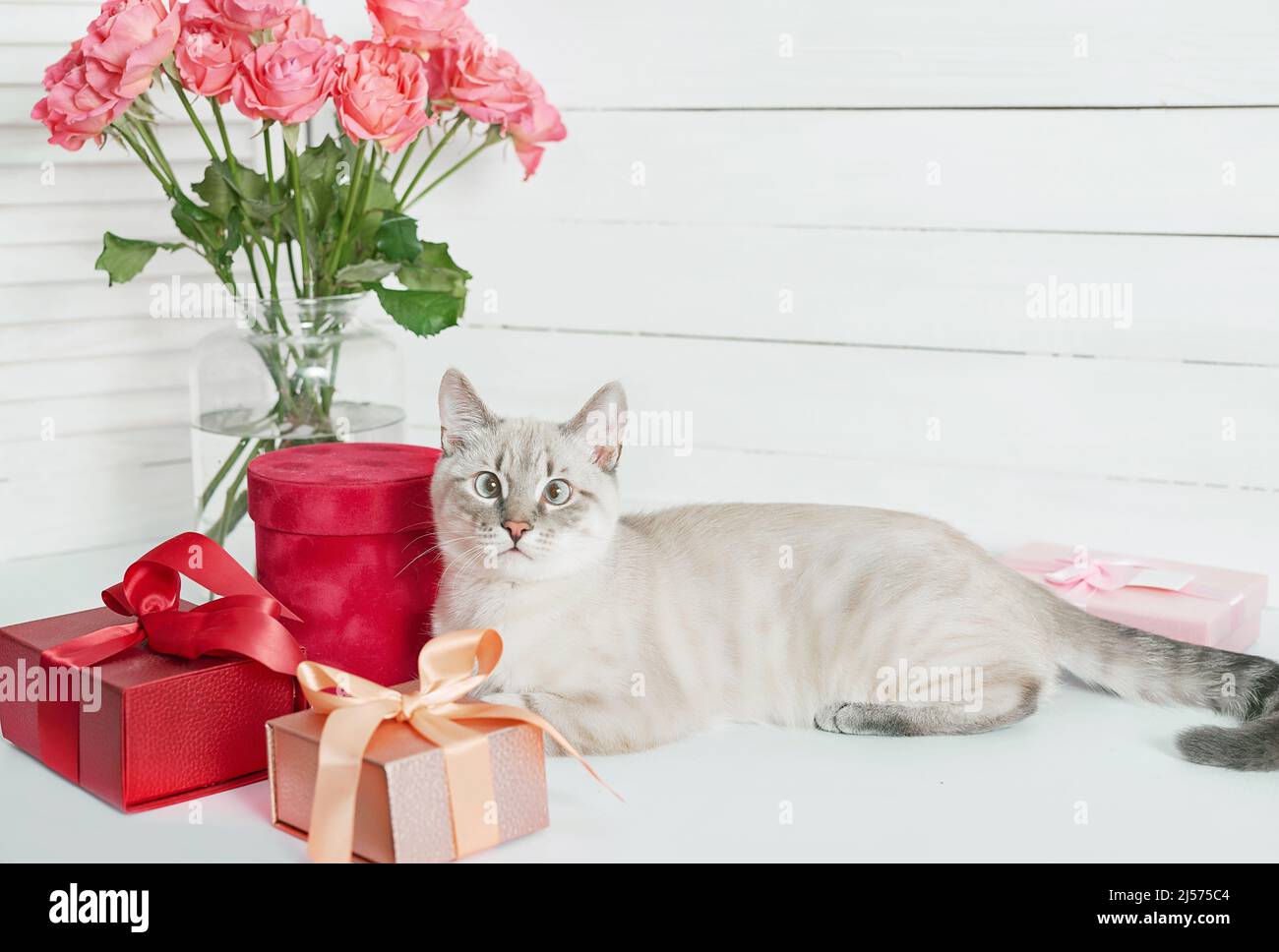 kawaii happy Valentine white kitten cat in mug with rose flowers