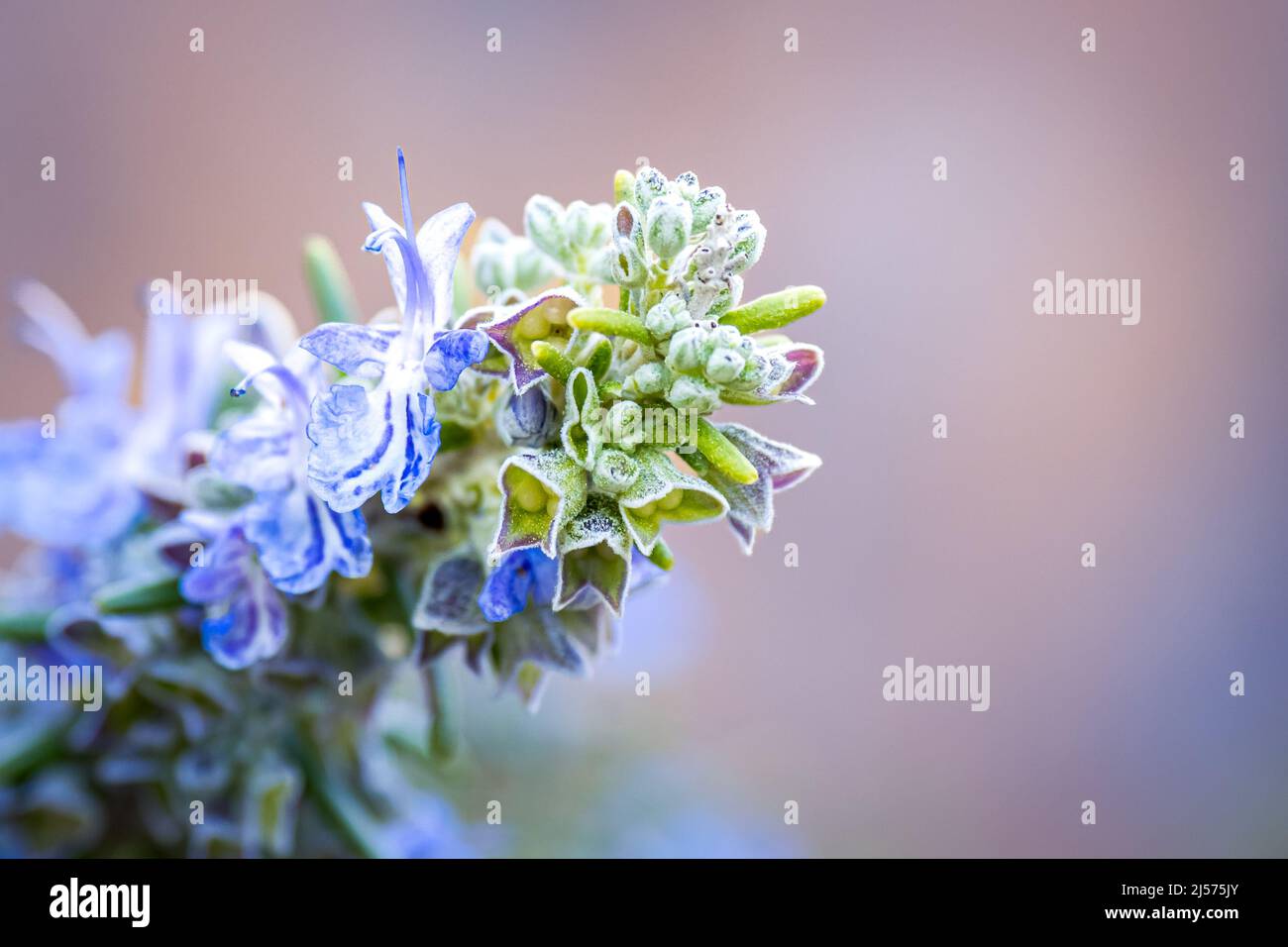 Close-up of a fragrant twig of rosemary buds also known as salvia rosmarinus or rosmarinus officinalis with blue flowers used in mediterranean food Stock Photo