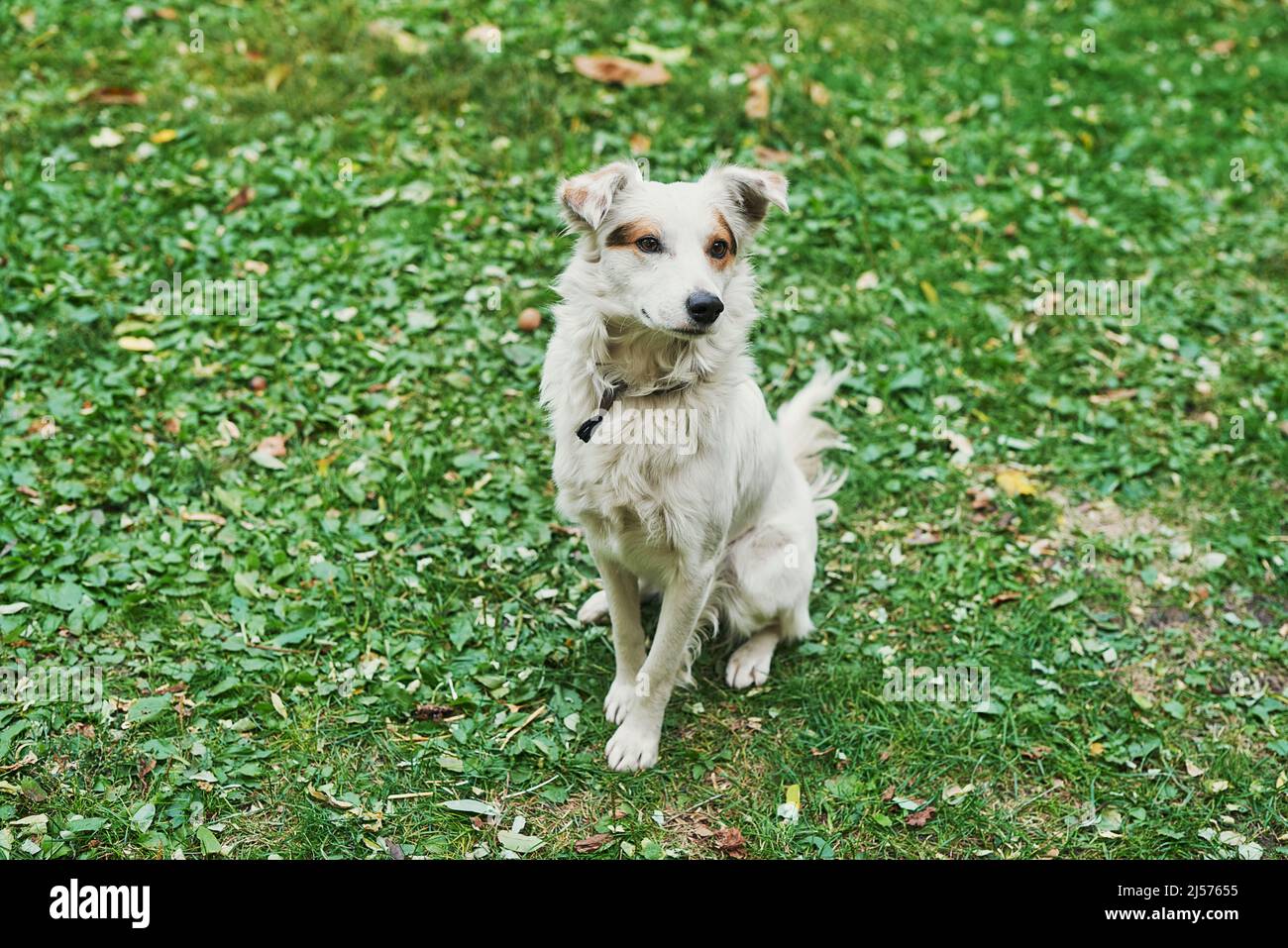 white-mongrel-homeless-dog-on-green-grass-day-of-protection-of