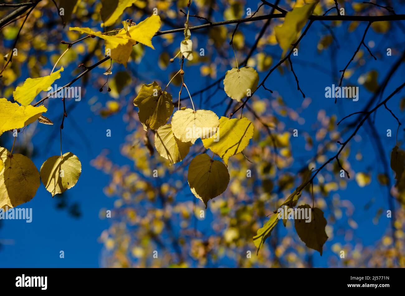 The yellow leaves of the birch tree against the blue sky. Thin branches