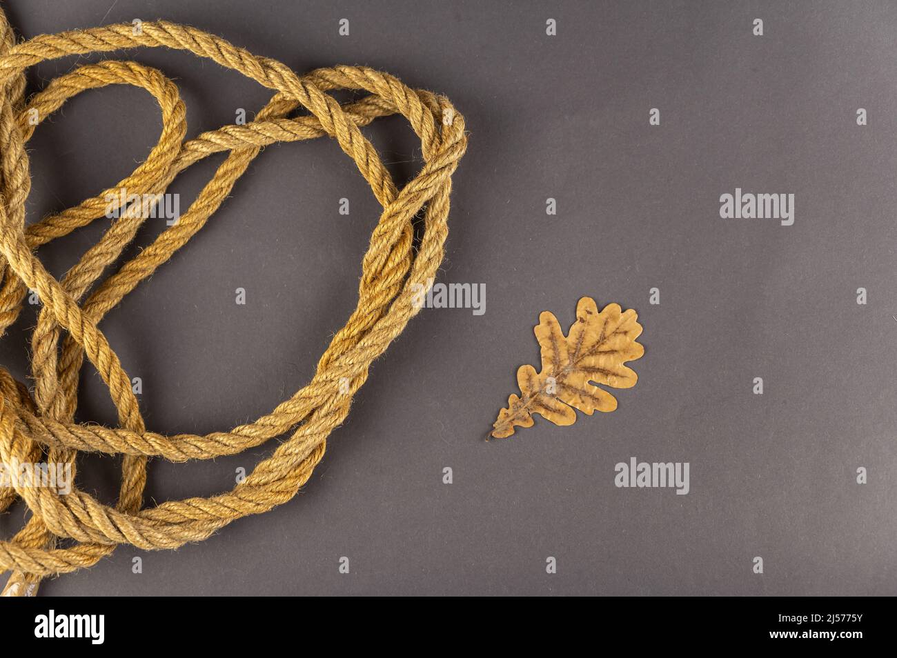 Yellow ship's rope and a dry leaf against a gray background. Twisted ...