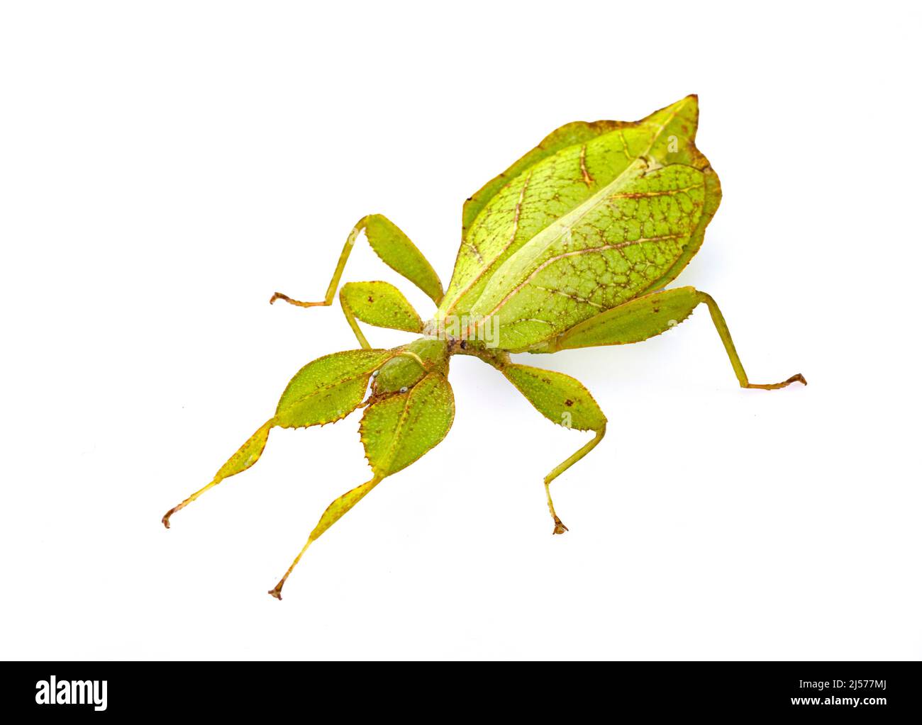 stick insect in front of white background Stock Photo - Alamy