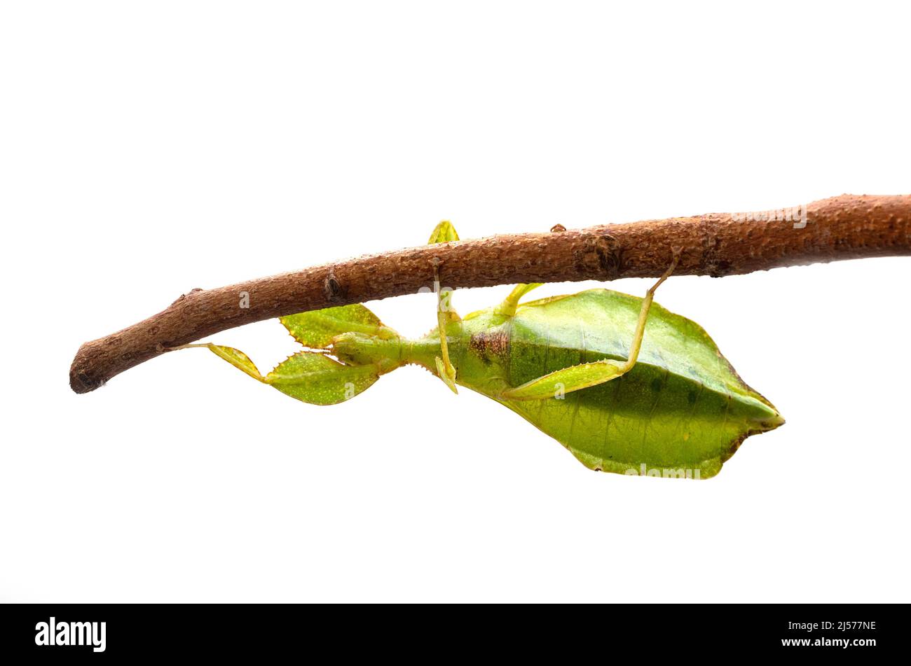 stick insect in front of white background Stock Photo - Alamy