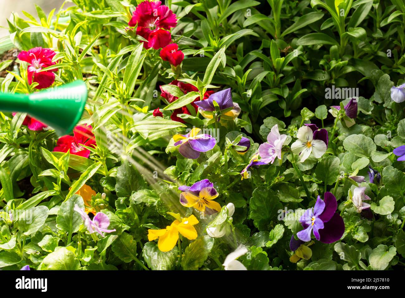 Watering Viola and Sweet William flowering bedding plants. Growing