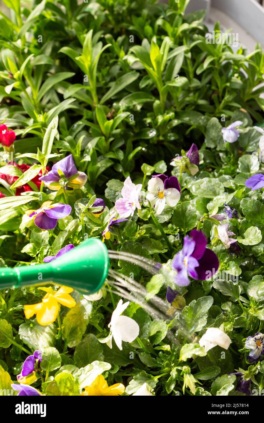 Watering Viola and Sweet William flowering bedding plants. Growing indoors in seed trays to