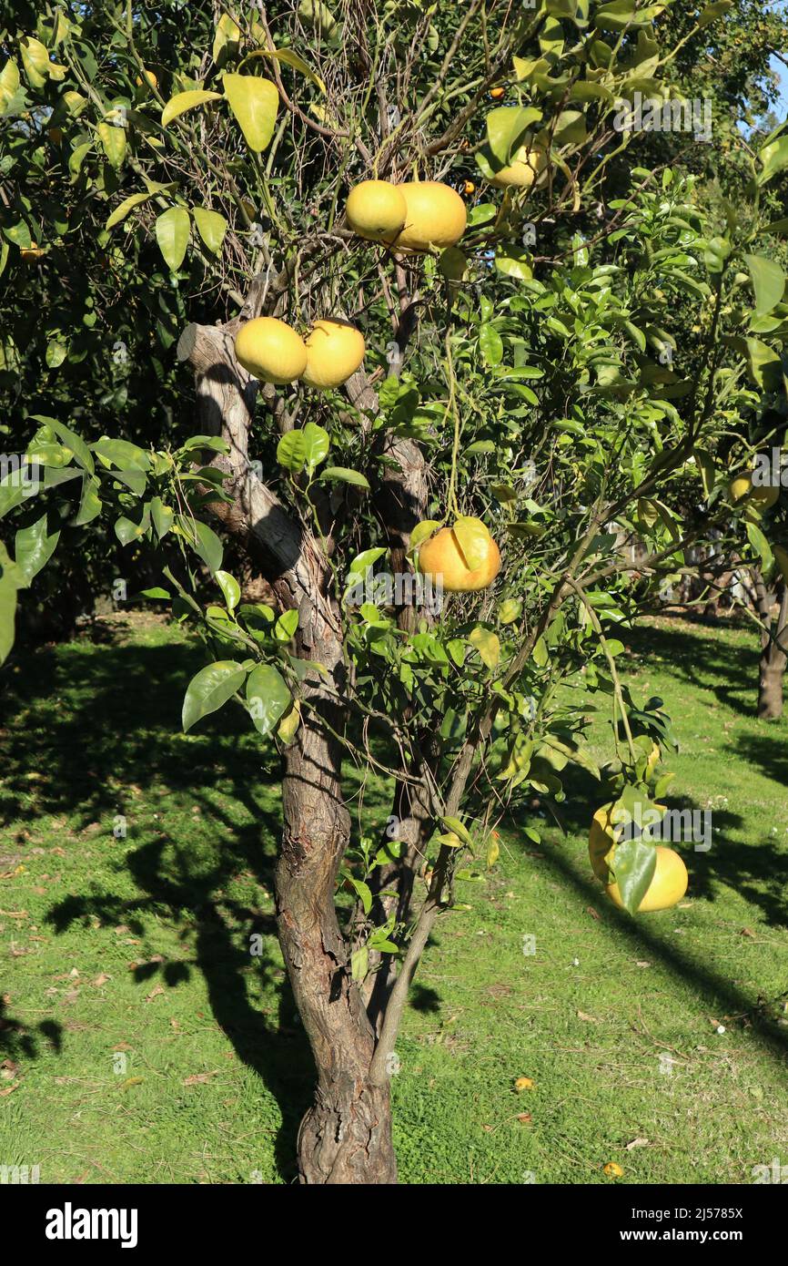Napoli - Albero di Citrus Grandis nell'Orto Botanico Stock Photo