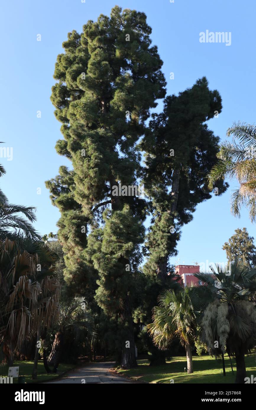 Napoli - Albero di Pinus Canariensis nel Real Orto Botanico Stock Photo