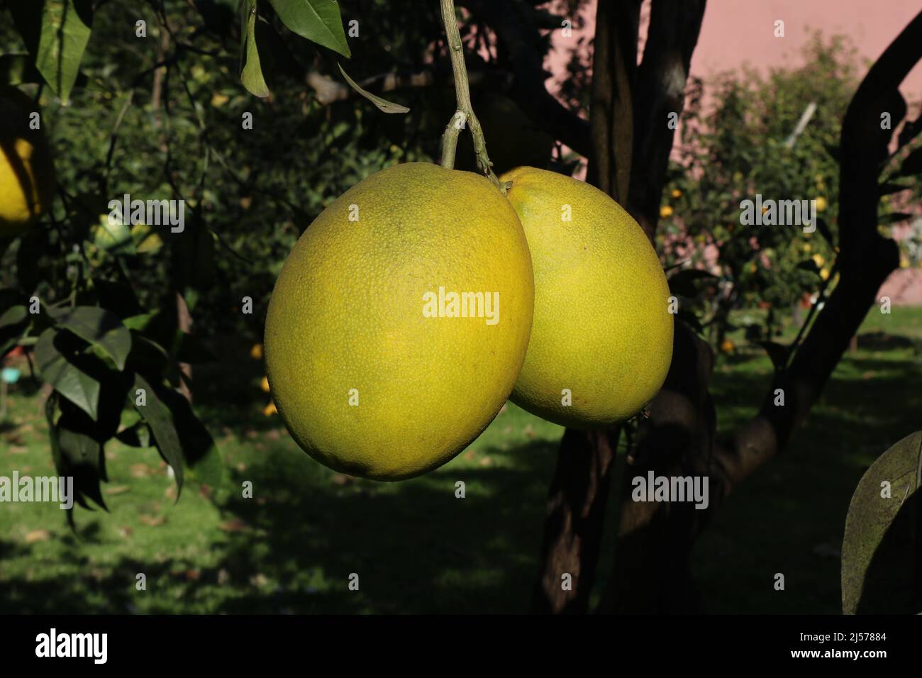 Napoli - Frutti di Citrus Grandis nell'Orto Botanico Stock Photo