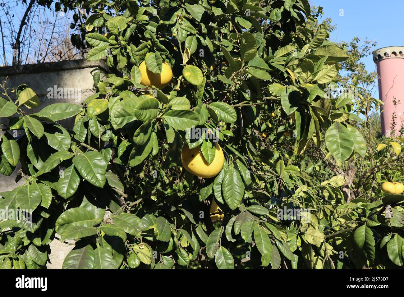Napoli - Pianta di Citrus Grandi nell'Orto Botanico Stock Photo