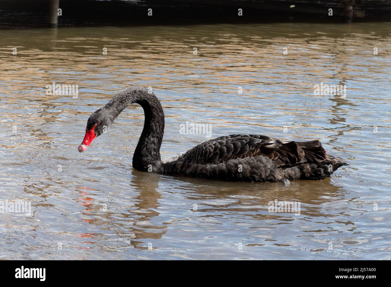 Black swan (Cygnus atratus), large bird species swimming on a lake Stock Photo