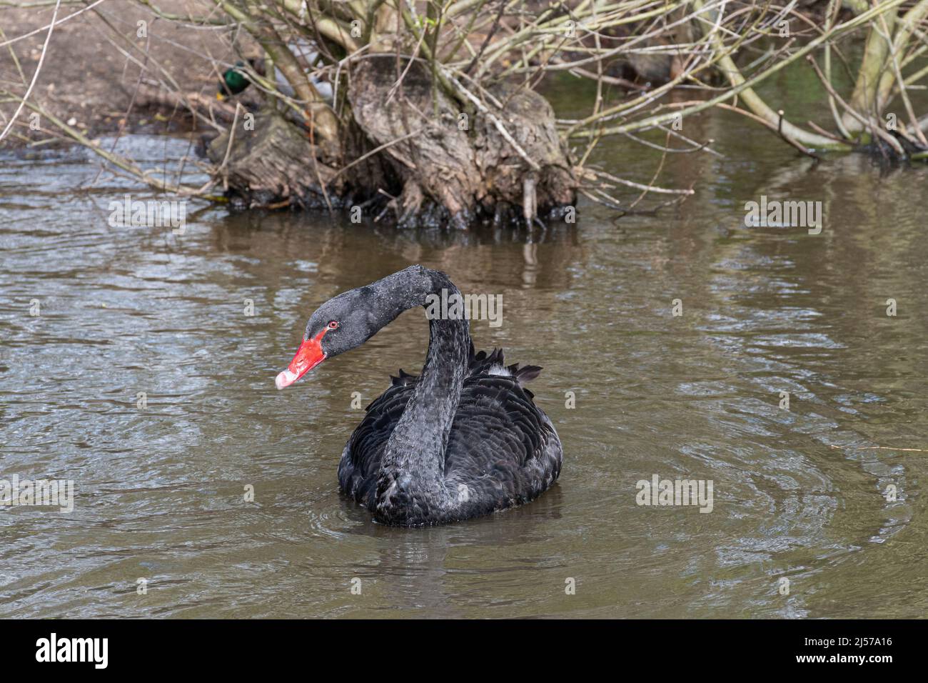 Black swan (Cygnus atratus), large bird species swimming on a lake Stock Photo