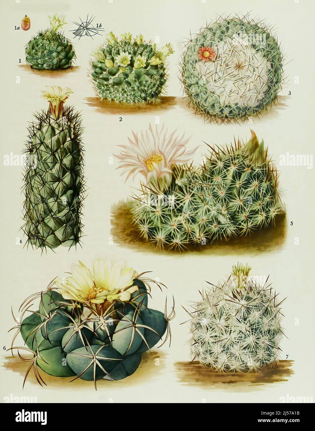 Kakteen und Sukkulenten, 1. Coryphantha cubenis, 2. Neomammillaria confusa, 3. Neomammillaria geminispina, 4. Coryphantha durangensis, 5. Coryphantha arizonica, 6. Coryphantha bumamma, 7. Coryphantha chlorantha, historical, digital improved reproduction of an original from the 19th century / digital restaurierte Reproduktion einer Originalvorlage aus dem 19. Jahrhundert, genaues Originaldatum nicht bekannt Stock Photo