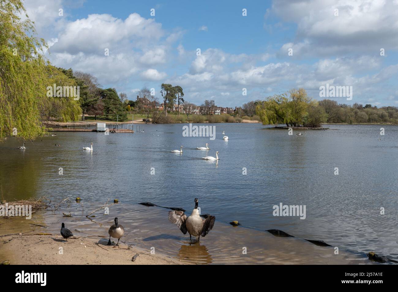 View of Petersfield Heath Pond in Spring, a beauty spot in Hampshire, England, UK, with a variety of wildlife and birds Stock Photo