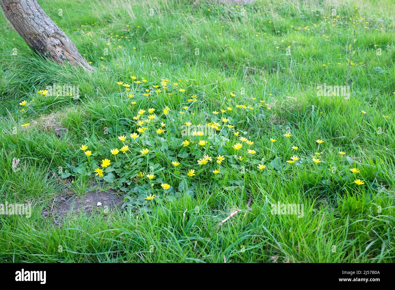 clump of yellow flowers Stock Photo