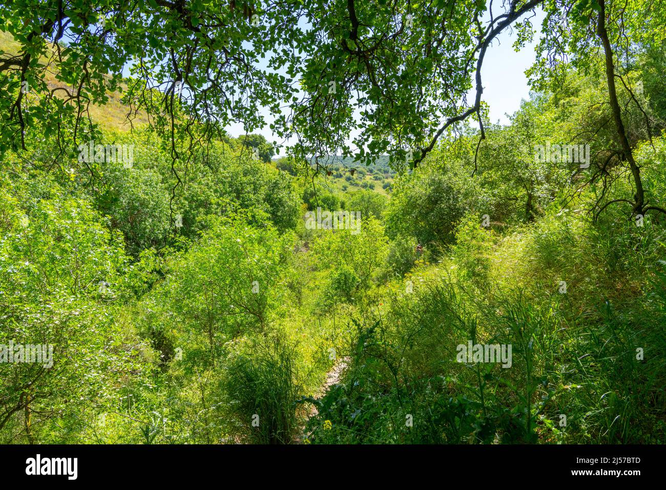 Mediterranean grove in the Golan Heights Stock Photo Alamy