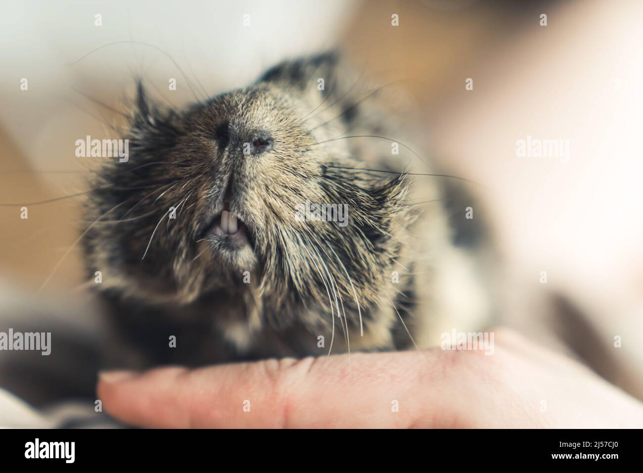 Muzzle of Abyssinian guinea pig dark coloured copy space . High quality photo Stock Photo