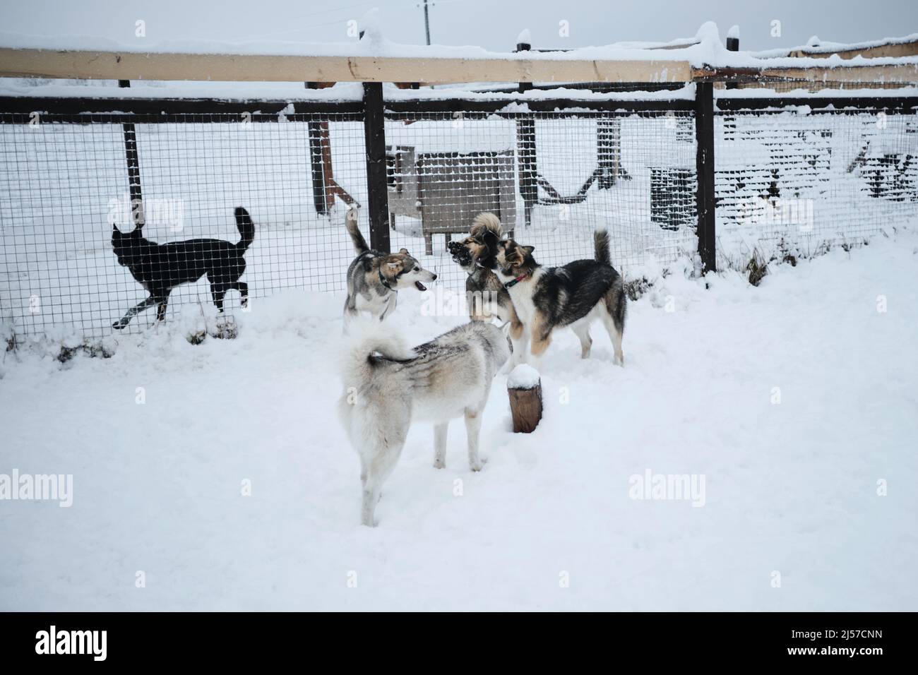 Group of young mongrel dogs runs through the snow in an aviary in winter and has fun together. Dogs in an animal shelter. Alaskan and Siberian huskies Stock Photo