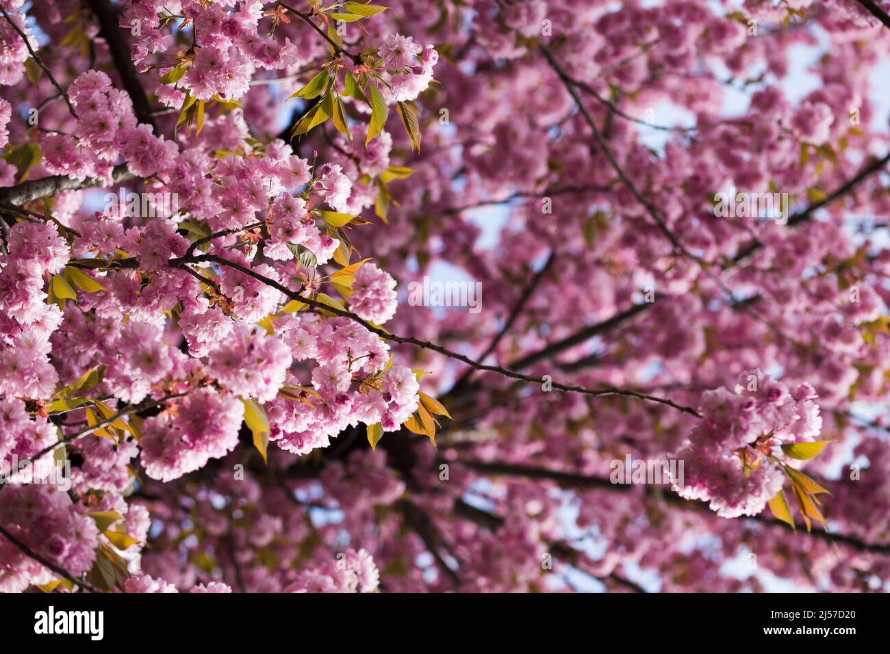 A japanese cherry blossom tree flower in Innsbruck, Austria Stock Photo ...