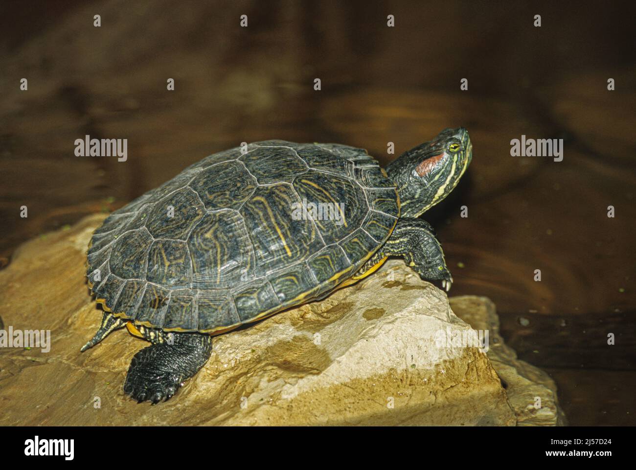 Red-eared slider or red-eared terrapin (Trachemys scripta elegans Stock ...
