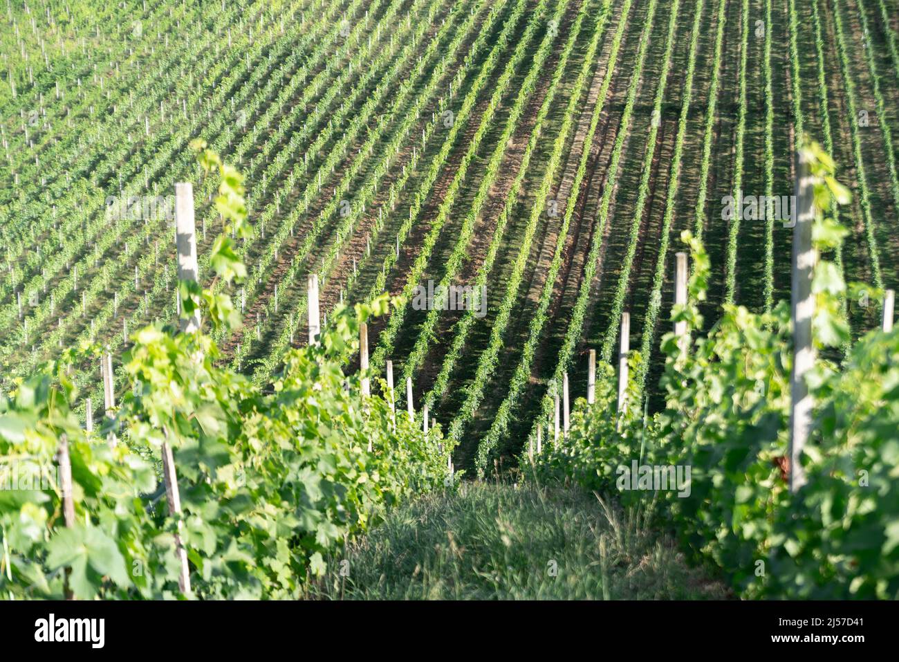 Green vine bushes in rows on a hillside in the sunshine. Vineyard