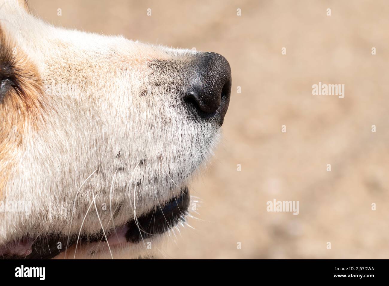 Close-up shot of a dog's snout showing plenty of details Stock Photo