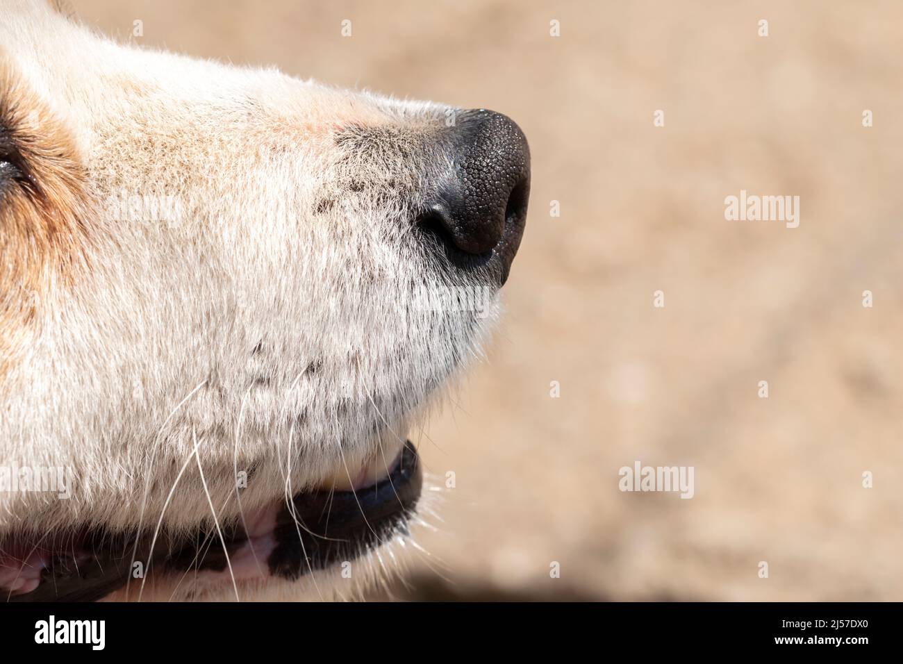 Close-up shot of a dog's snout showing plenty of details Stock Photo