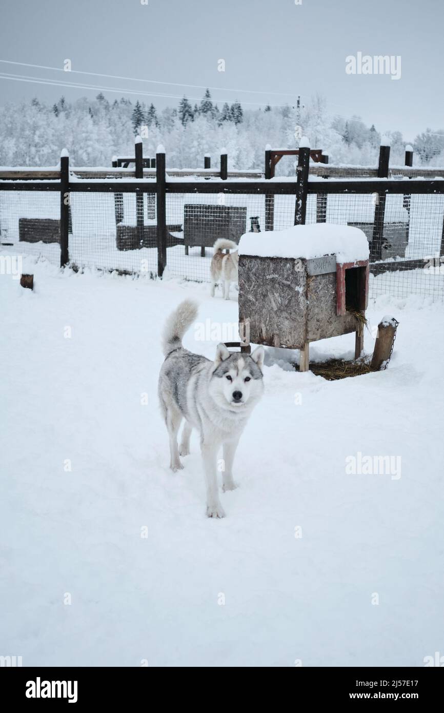 Grey Siberian husky in an aviary in winter on the snow. It stands looking forward posing. A pet's walk in the fresh air in a sled dog kennel in the no Stock Photo