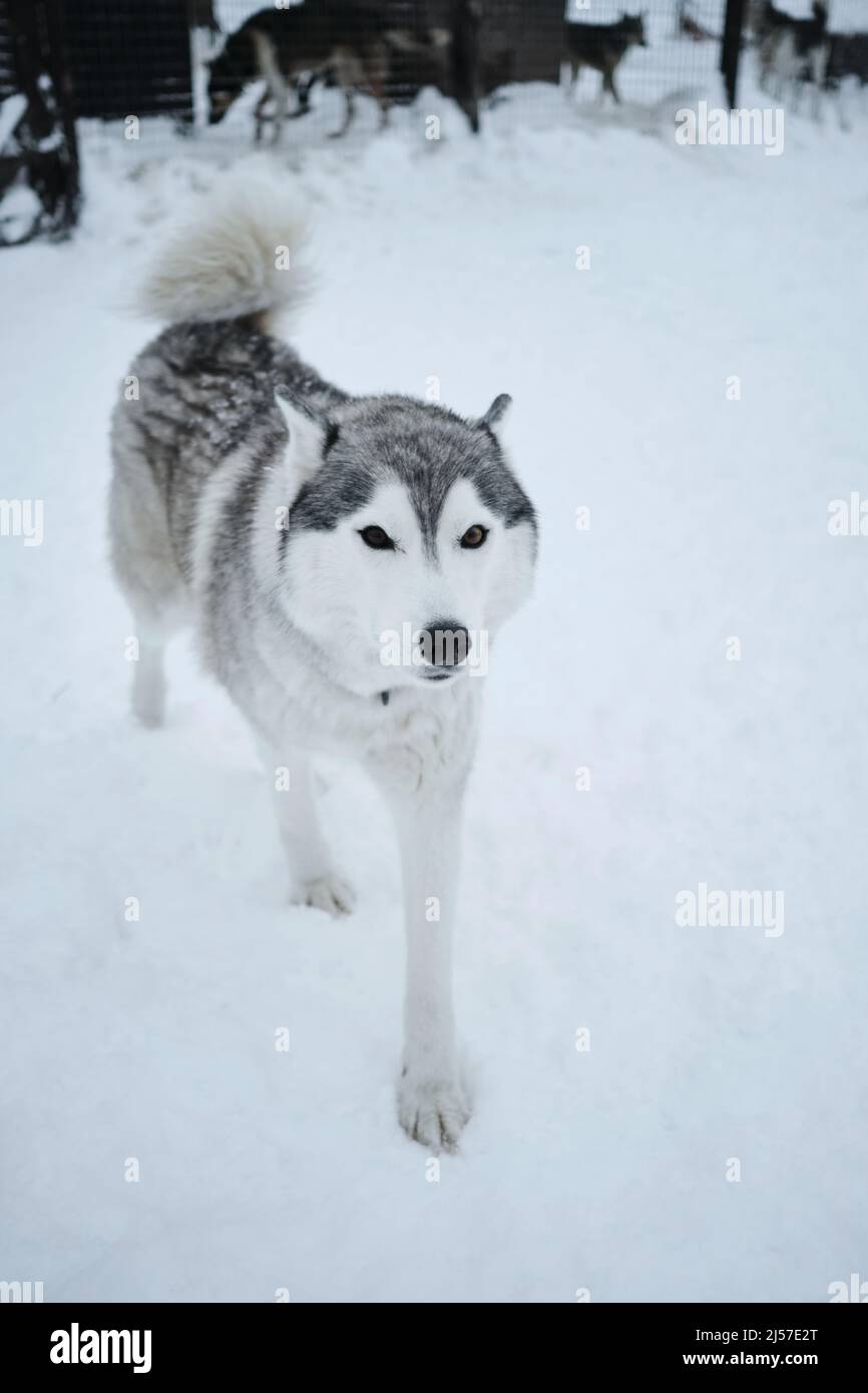 Grey Siberian husky in an aviary in winter on the snow. It stands looking forward posing. A pet's walk in the fresh air in a sled dog kennel in the no Stock Photo