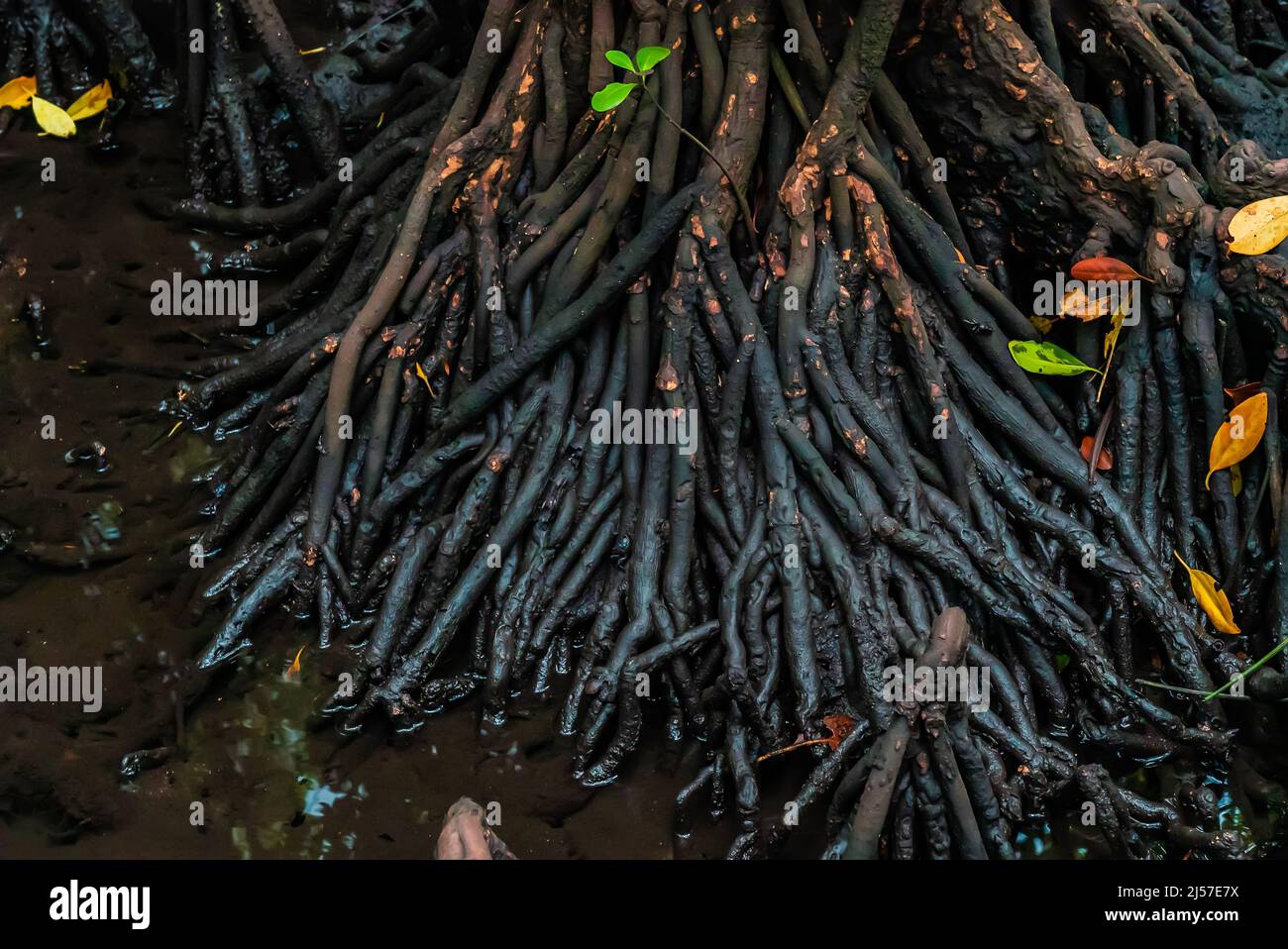 Close up on roots of Mangrove forest, Zanzibar. Tropical forest in mud. Jozani forest Stock Photo