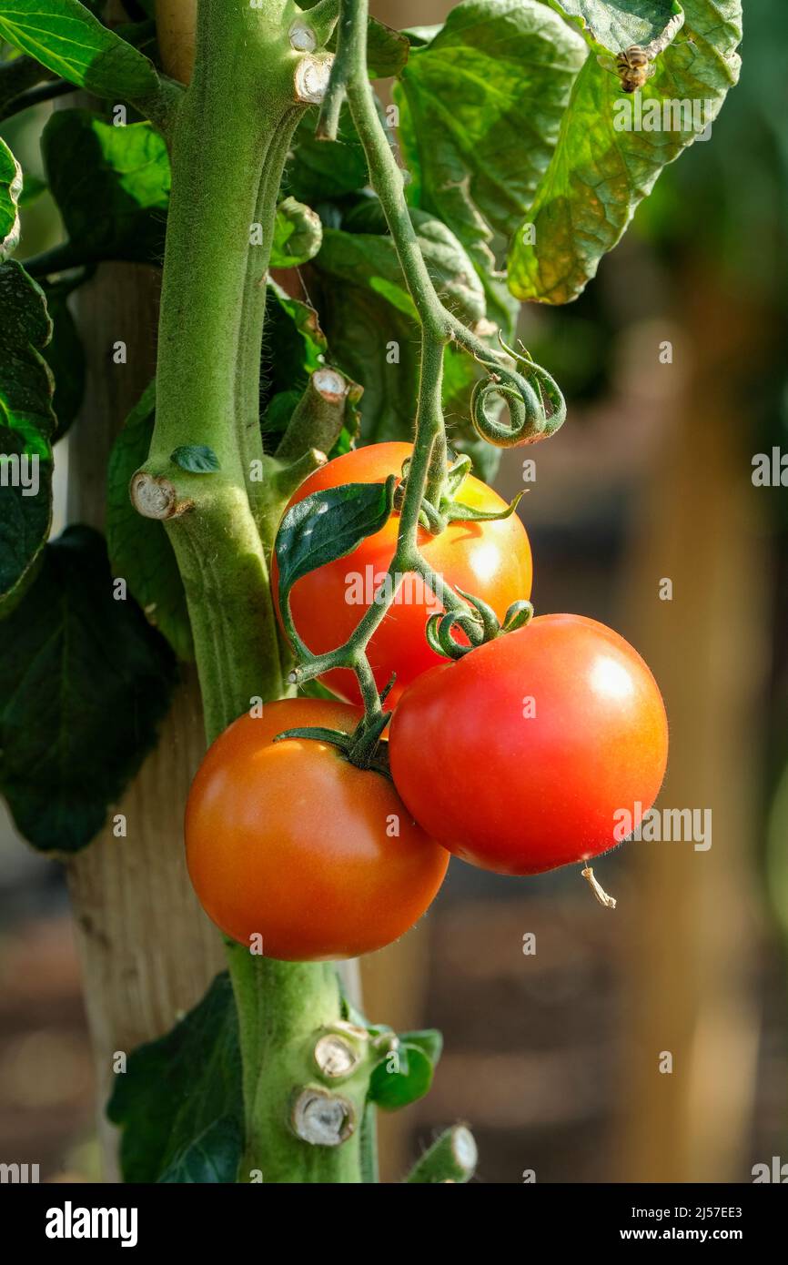 Solanum lycopersicum 'Cristal', tomato 'Cristal'. Close-up of tomato truss with ripe fruit Stock Photo