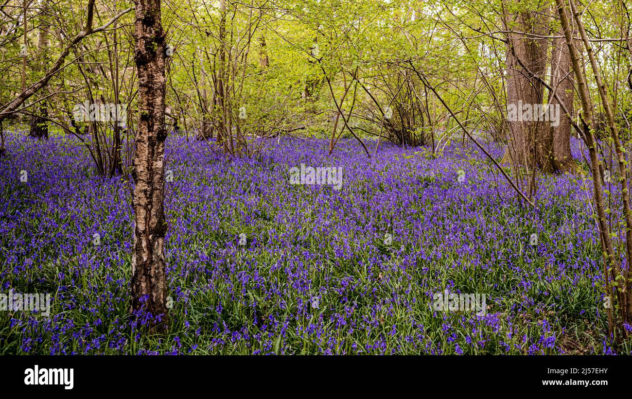 Spring-flowering British bluebells (Hyacinthoides non-scripta) carpet the floor of woodland in West Sussex, England, UK. Stock Photo