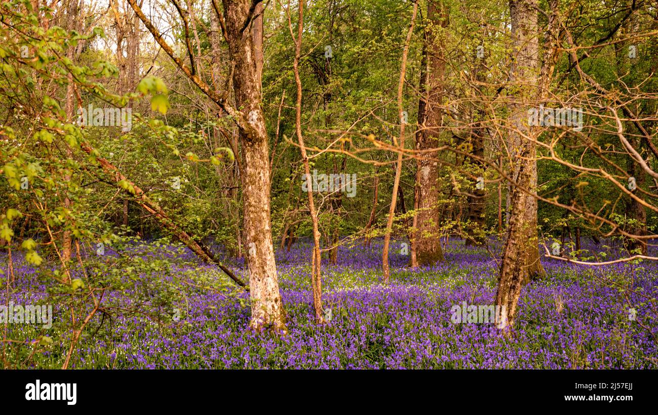 English bluebells carpet a forest floor in West Sussex, England, UK. Stock Photo