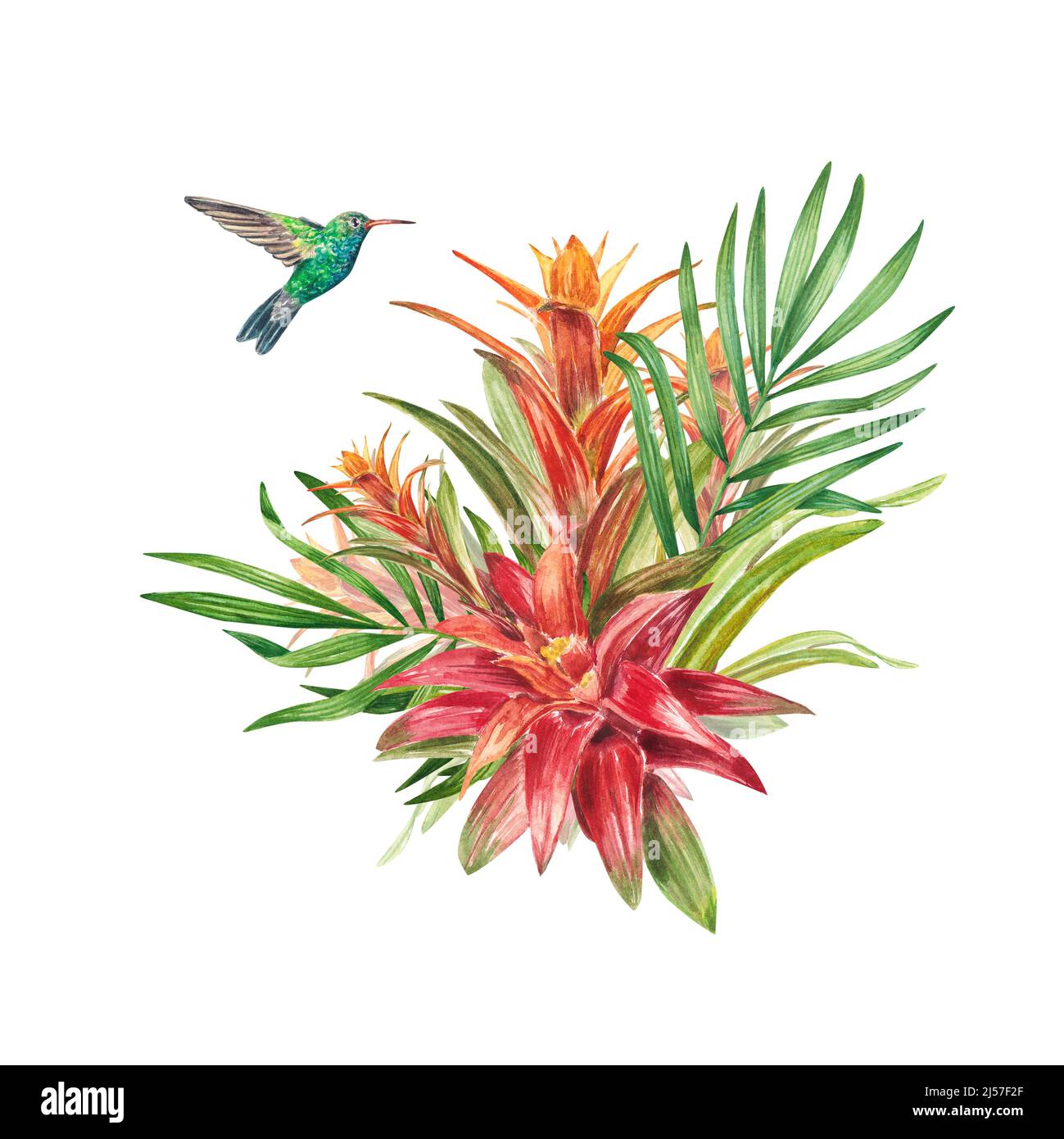 A tropical bromeliad plant with red leaves and a hummingbird, painted in watercolor. The illustration is highlighted on a white background. Spring or Stock Photo