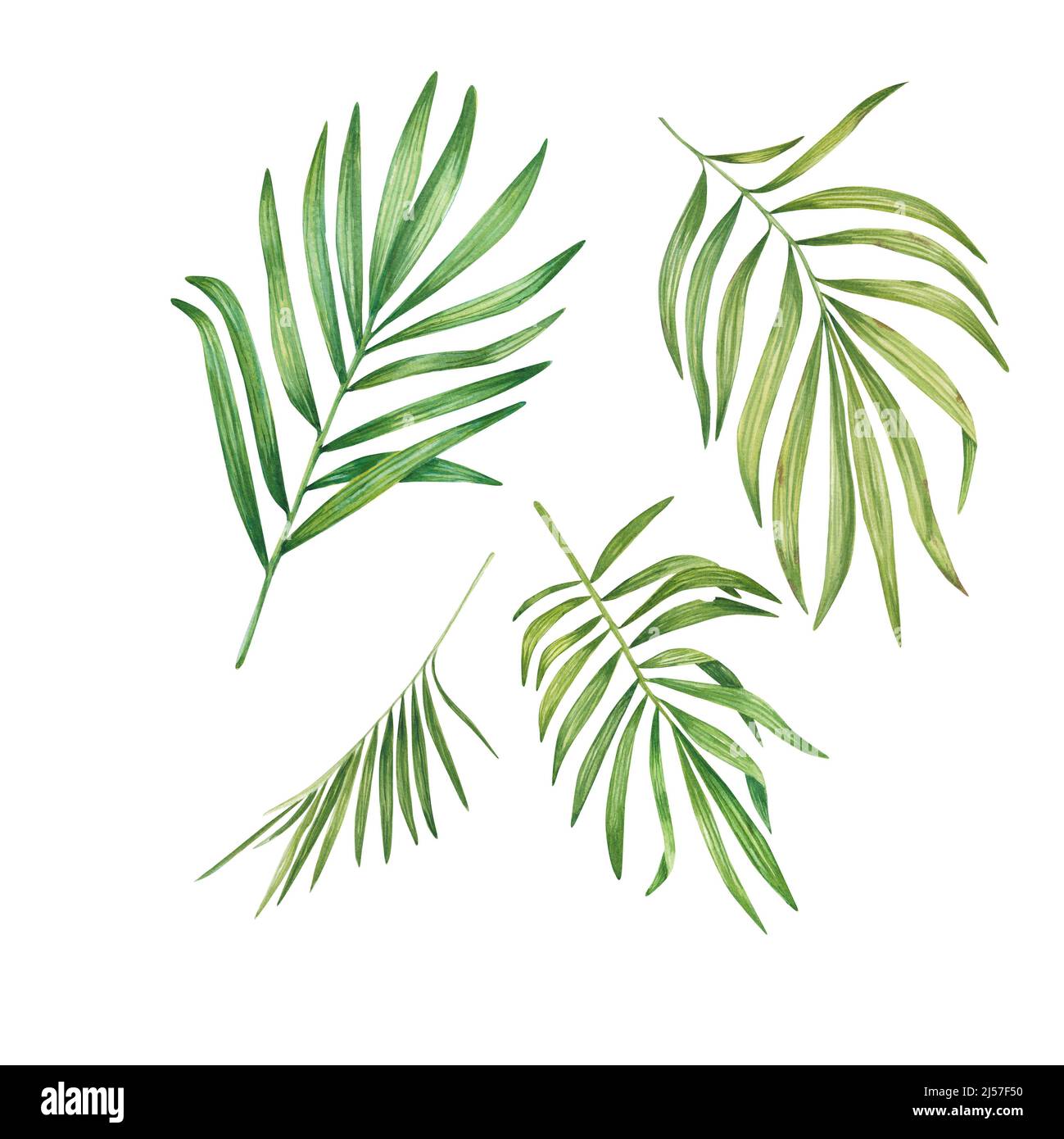 Exotic green plant in watercolor. Tropical leaves, palm leaf, bamboo. Isolated on a white background. Suitable for design, invitations, wallpapers, we Stock Photo