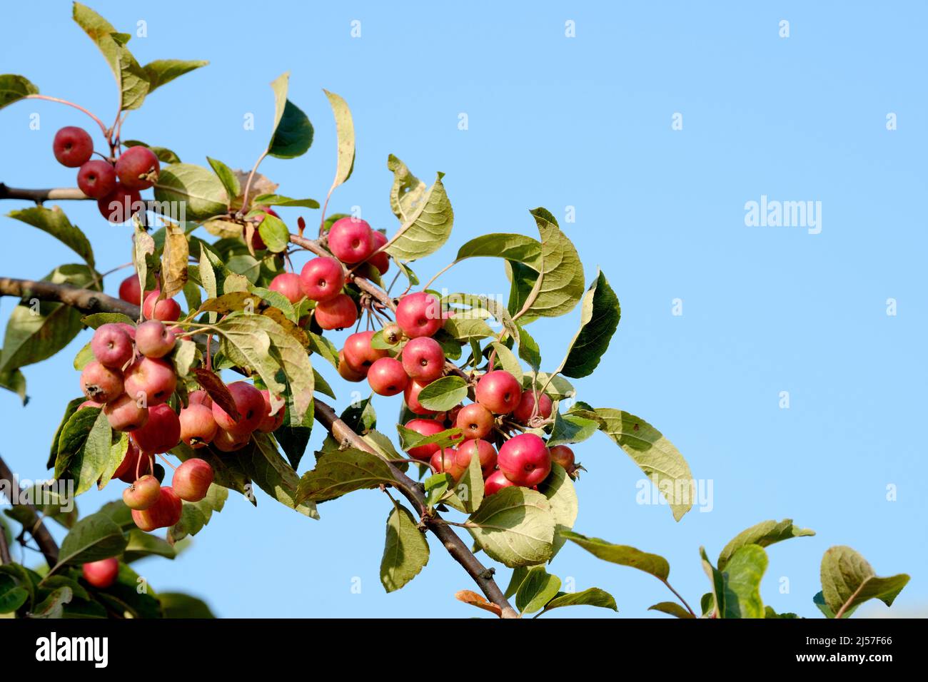 Malus 'Evereste'. Crab Apple 'Evereste'. Orange fruit in early Autumn