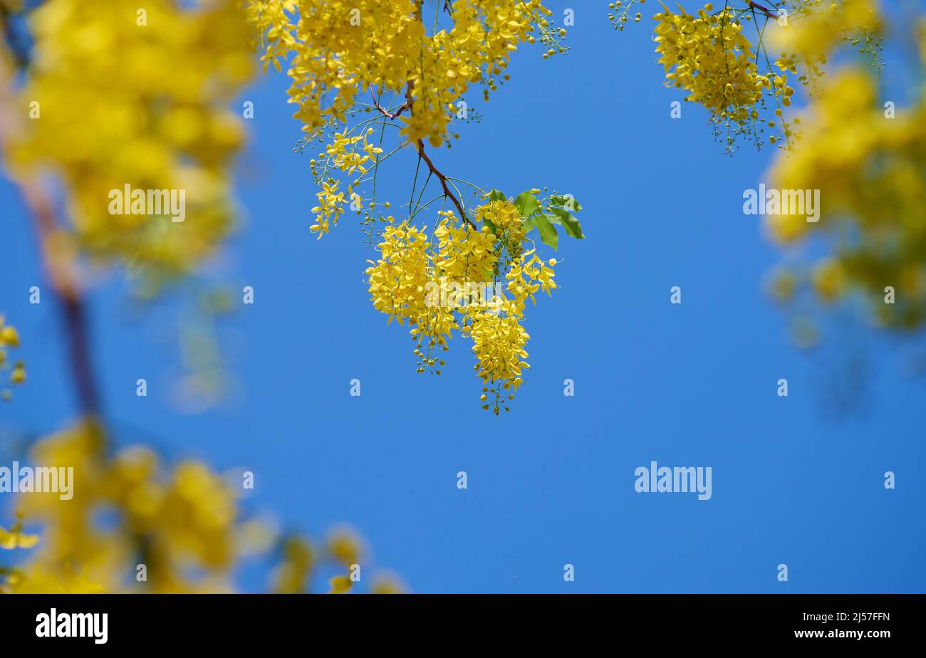 The golden shower flowers with blue sky Stock Photo